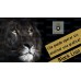 OTC BLACK LION DASHBOARD EA v1.0
