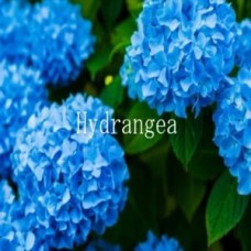 HYDRANGEA USDJPY M5 2.13