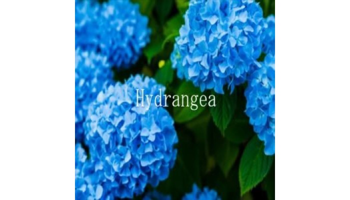 HYDRANGEA USDJPY M5 2.13